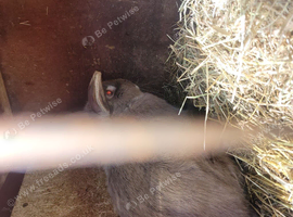 Adult  rabbits  male and female