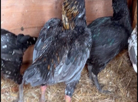 Ko shamo  x aseel chicken