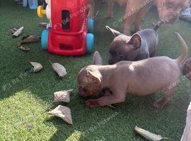 Micro bully