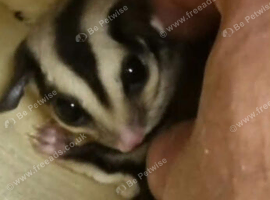 Sugar glider, 8 months old, female.
