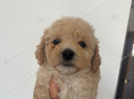 3 boys left. 5 weeks old
