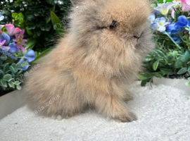 Stunning Lionhead Babys