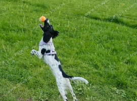 Cocker spaniel