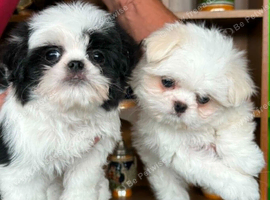 BEAUTIFULLY PETITE MALTESE
