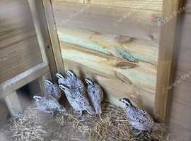 ** SNOWFLAKE BOBWHITE MALES FOR SALE **