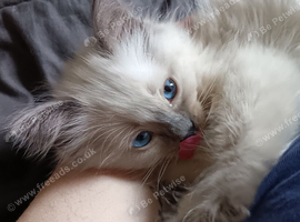 Beautiful male ragdoll kitten