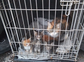 3 Bengal Mix Tabby Kittens & 2 Ginger & white kittens for sale