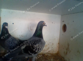 for sale pair race birds