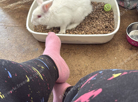 White bunny