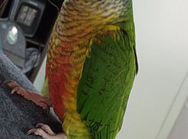 Beautiful male conure