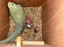 Proven pair of ringnecks