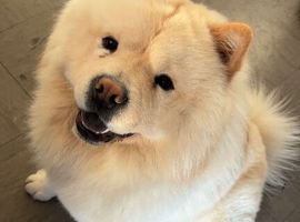 Make chow chow