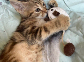 Stunning Norwegian forest cat x bengal
