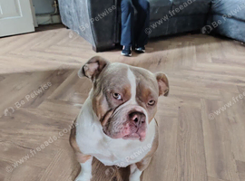 Female pocket bully