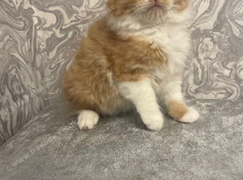 Ginger/white MaineCoon/RagdollX Long Haired