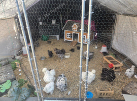 Unsexed silkie chicks from 5 weeks old