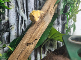 Created gecko
