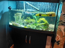 Male Map Turtle with large tank.