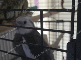 Cockatiel 6/7 year old