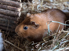Sows looking for their forever homes