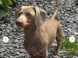 Miniature Dachshund for Stud