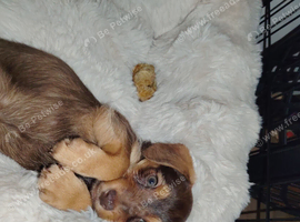 Toffee needs a loving family