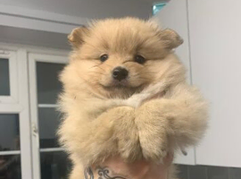 Pomeranian
