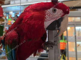 Beautiful silly tame greening macaw female