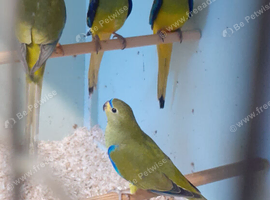 Baby Elegants