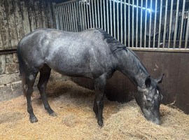 Grey gelding 3 year old