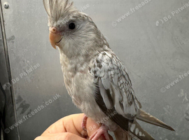 Hand reared baby cockatiel for new home