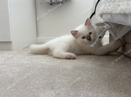 Last Lilac male ragdoll kitten