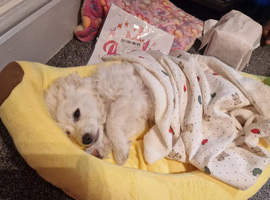 Maltese