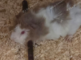 male guinea pigs for sale