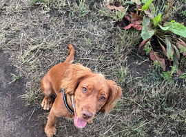 7month old pup