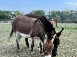 2 x Miniature Donkey Geldings
