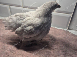 Pekin batam pullets and 1 game batam pullets