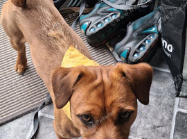 Patterdale terrier x Lakeland terrier