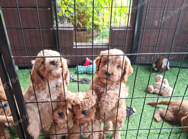Stunning red F1 Cockapoo puppies