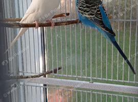 Bonded pair of budgies