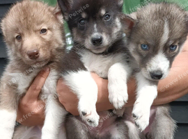Pedigree Siberian Husky Puppies