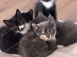 5 cross breed kittens