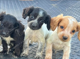 Working type cocker spaniels