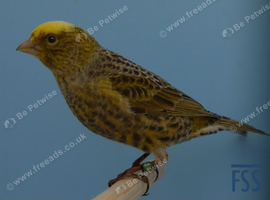 Lizard canary cock