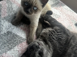 Male ragdoll