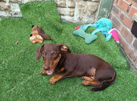 Doxie Puppy