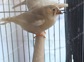 This year mixed young Zebra finches