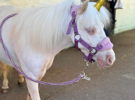 A true 1 in a million cremello kids Shetland.