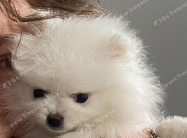 Beautiful White Pomeranians