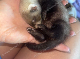 Ferrets for sale